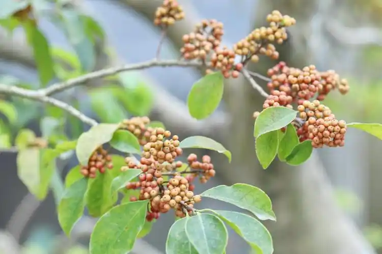 铁冬青·一树红果秋日俏