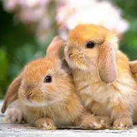 兔子头像图片萌萌哒_微信头像图片大全