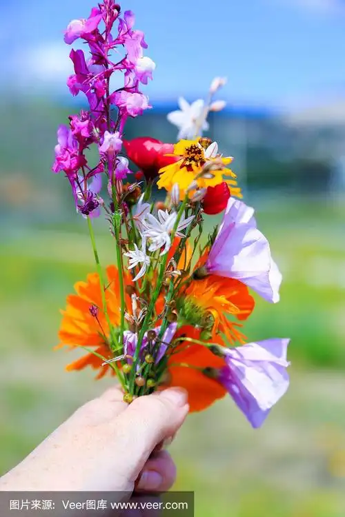 花束,手,野花,海洋,天空