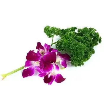 春光岛 新鲜杨兰花荷兰芹组合 香芹菜洋兰花火锅酒店西餐摆盘装饰花草