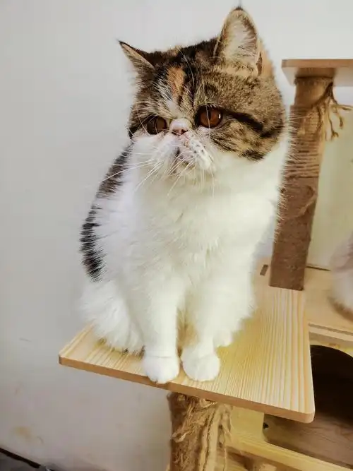 西安三花加菲猫寻找领养