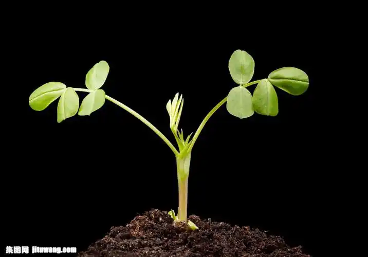 发芽的种子图片