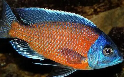 三湖慈鲷百鱼池第六天_血艳红慈鲷介绍