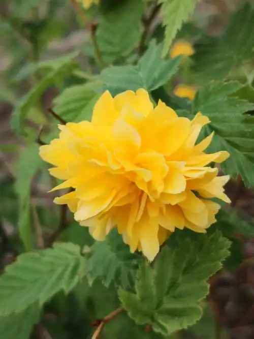 认花识草——重瓣棣棠花,棣棠花的变种,落叶灌木,蔷薇科,棣棠花属