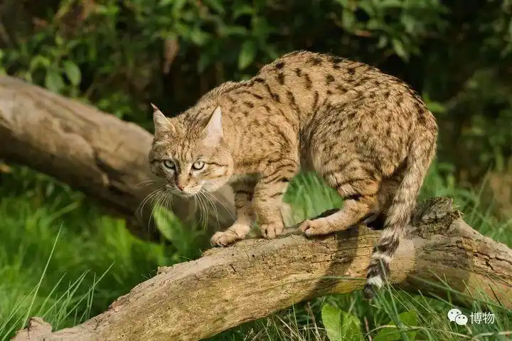 草原斑猫是野猫的亚洲亚种,从未被人类驯化过