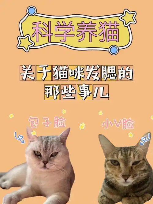 科学养猫关于猫咪发腮的那些事儿