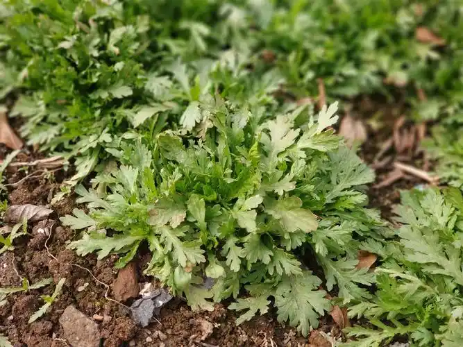 农村一种清香野菜,古时是宫廷佳肴,下火锅最香,人称"皇帝菜"_茼蒿