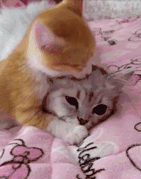 猫咪打架黄色白色gif动图_动态图_表情包下载_soogif