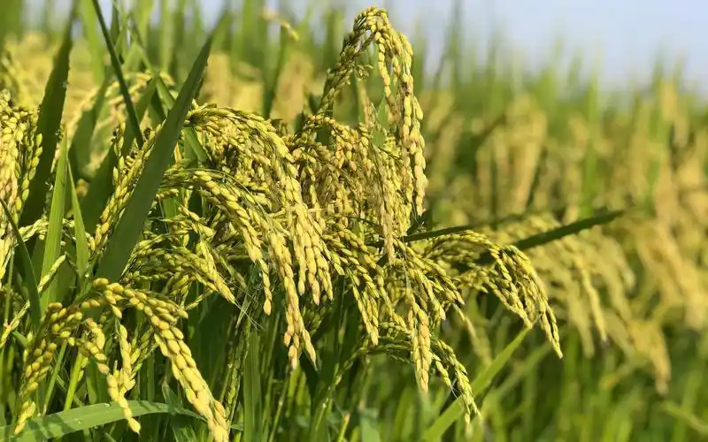 9月份是稻子成熟的关键时期.新京报记者 田杰雄 摄