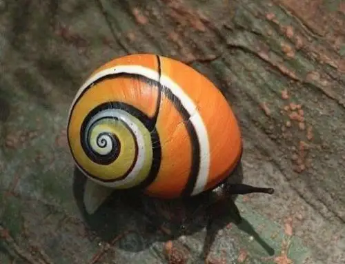 世界上最漂亮的彩色蜗牛古巴彩色蜗牛外壳鲜艳又亮丽