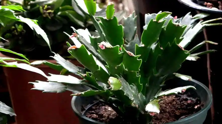 蟹爪兰花芽疯长,开花100朵,全靠3步打理法