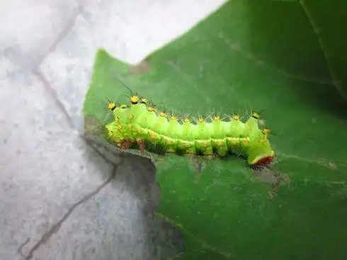 展开全部 绿尾大蚕蛾 的幼虫.