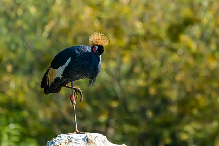 金色凤冠,长腿,蓝色羽毛 什么鸟?