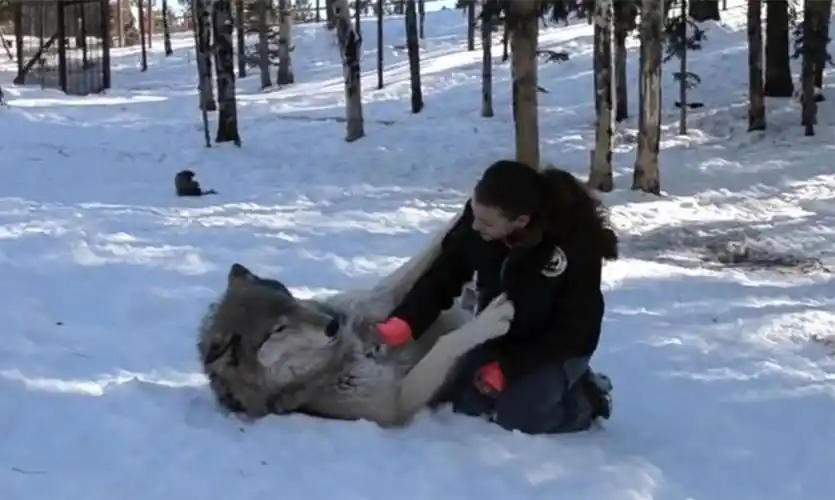 狼被美女一通乱摸,接下来的画面不敢看,镜头拍下全过程!