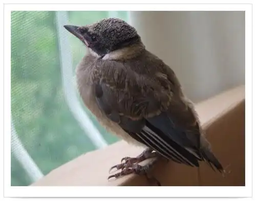 展开全部 灰喜鹊的幼鸟