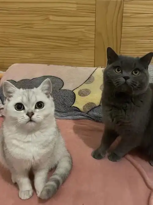 英短银渐层77蓝猫