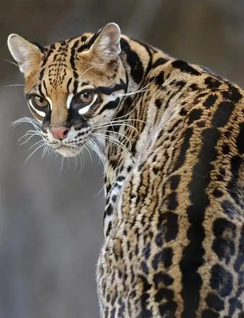 动物世界-虎猫 - 好网角收藏夹