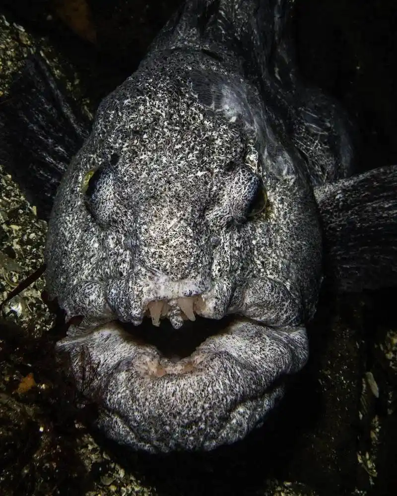 海洋生物-狼鰻 95俗称为"大海怪" 98属于深海鱼类,栖息于海平面下