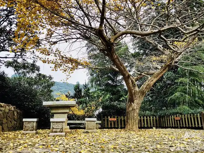 随拍随想(十六):金色银杏,前程似金——观银杏树有感 - 美篇