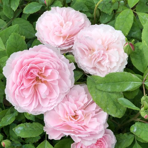 推荐阳台微月花见小路月季勤花丰花四季开花园盆栽营养钵扦插小苗