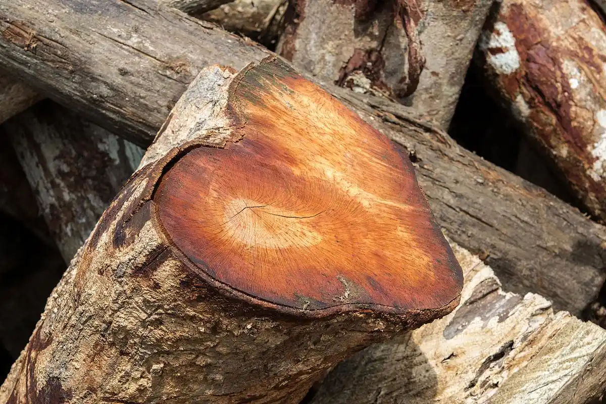 琥珀木怎么固化封釉 对于刚买回来的琥珀木来说,最好对其进行固化封釉