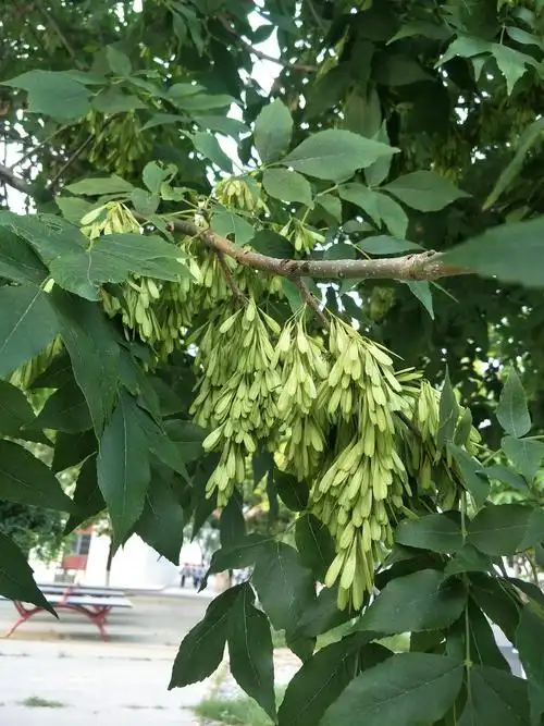 白蜡成荫花满枝头