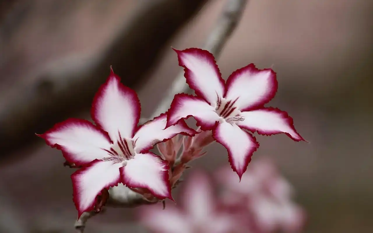 唯美养眼的花卉图片桌面壁纸,植物壁纸,唯美,护眼,花卉,植物,高清