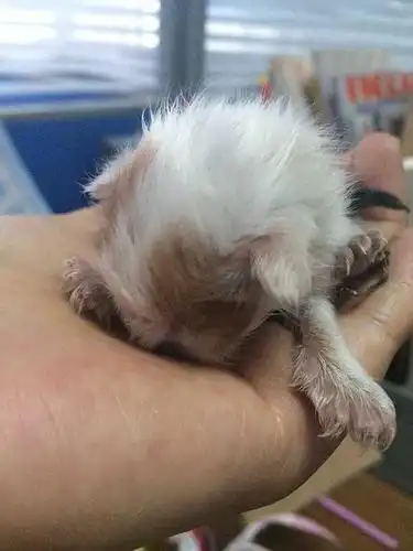 刚出生1天的奶猫等救命