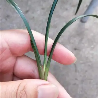 新品春兰 黑皮木纹赌草(299) - 中国兰花交易网