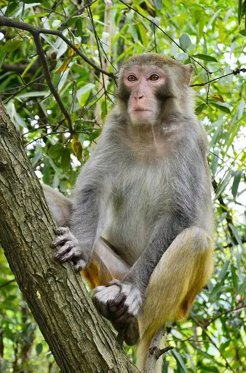 张家界的猴子! 摄影 伟城
