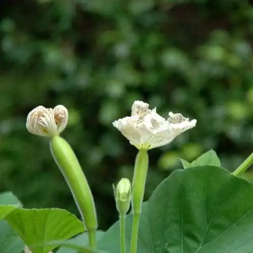 上海老青年亲们的回忆 夜开花 含各种营养物质 - 原初生态农场