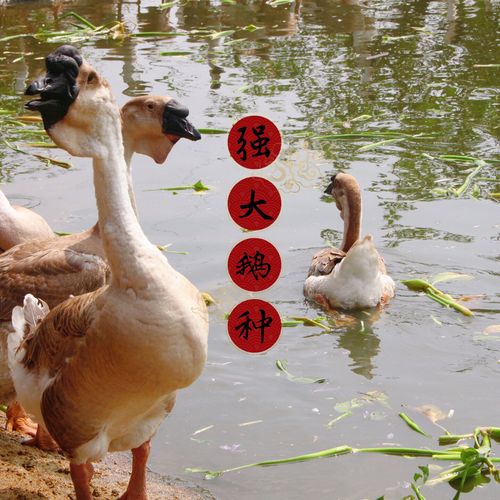 鹅活苗特大种纯种狮头鹅活苗灰狮头鹅活体原产地潮汕品种白狮头鹅