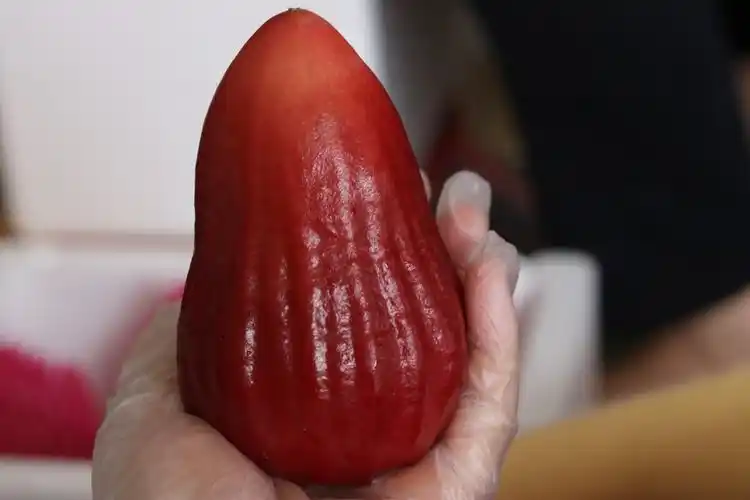 台湾黑糖芭比莲雾