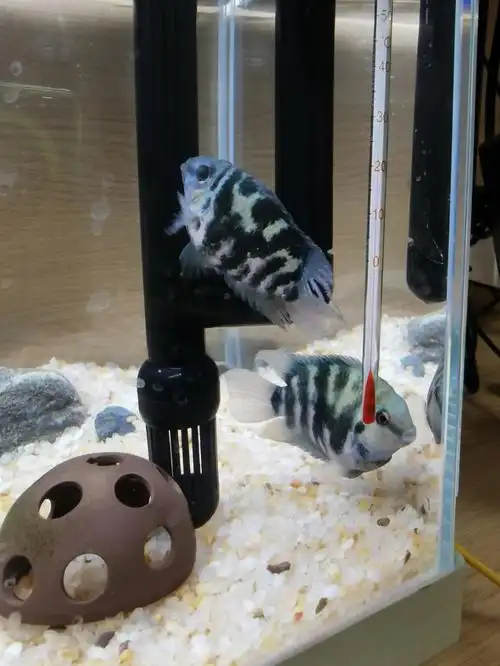 求教迷你鹦鹉鱼分公母