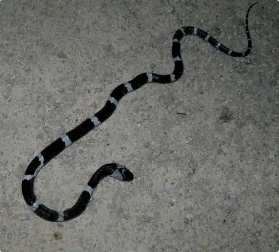 颊鳞和鼻间鳞不邻接;眶前鳞不与额鳞邻接;全身有黑白相间环纹,在躯干