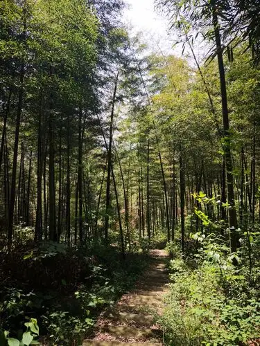 体验一下深山老林的生活