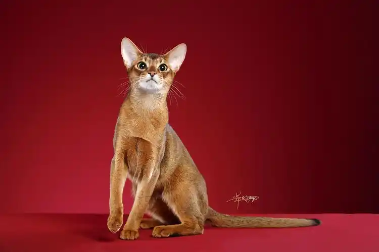 阿比西尼亚猫