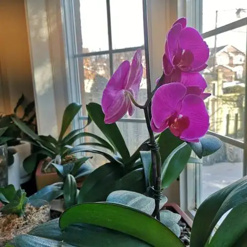 哝哝花语蝴蝶兰