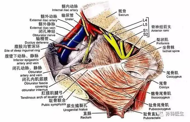 图(7):闭孔内肌和梨状肌(内侧面观)