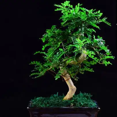 胡椒木繁殖可秋季有播种和扦插两种,较耐寒耐修剪易移植等特点