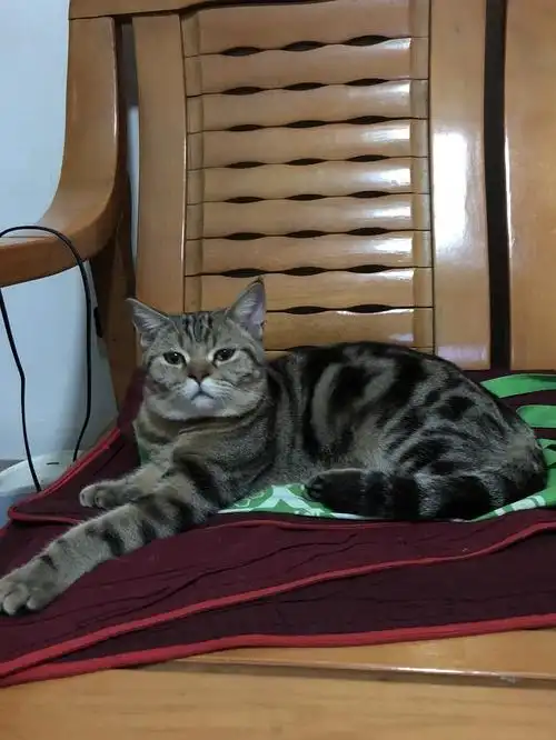 美短棕虎斑借种