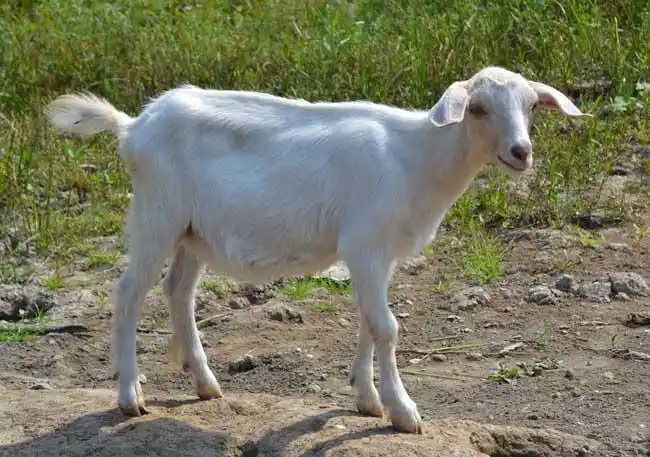 鳄鱼种类图片大全(2)