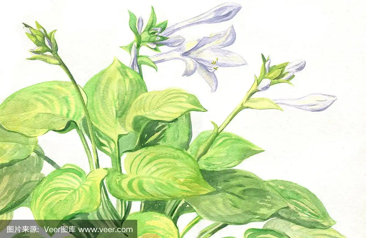 园林开花植物玉簪花.水彩画
