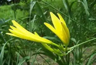 紫萱(百合科萱草属的植物)_尚可名片