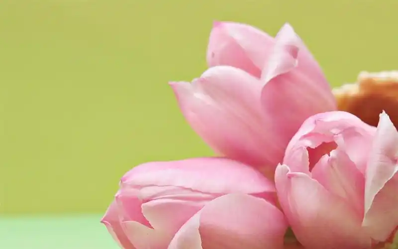 小清新郁金香高清桌面壁纸