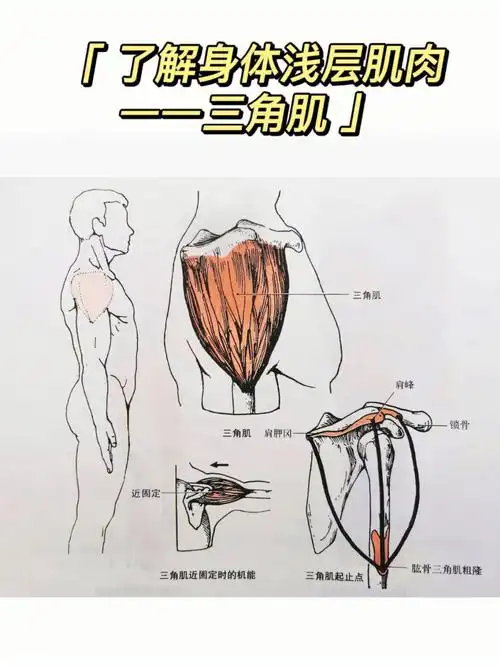 了解身体浅层肌肉三角肌