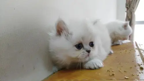 自家繁殖可爱的虎斑金吉拉