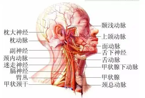 脖子才是身体最致命的部位!