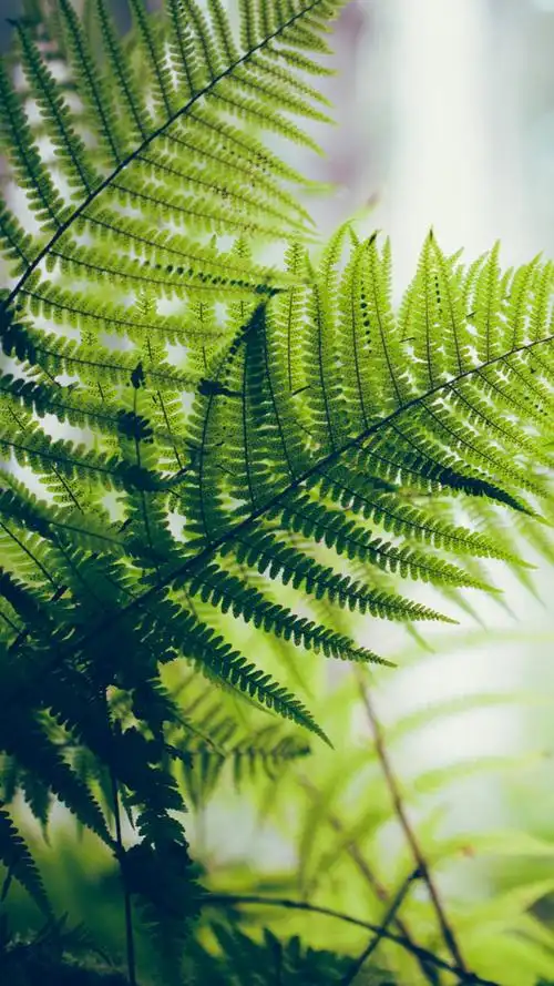 清新唯美花卉植物手机壁纸