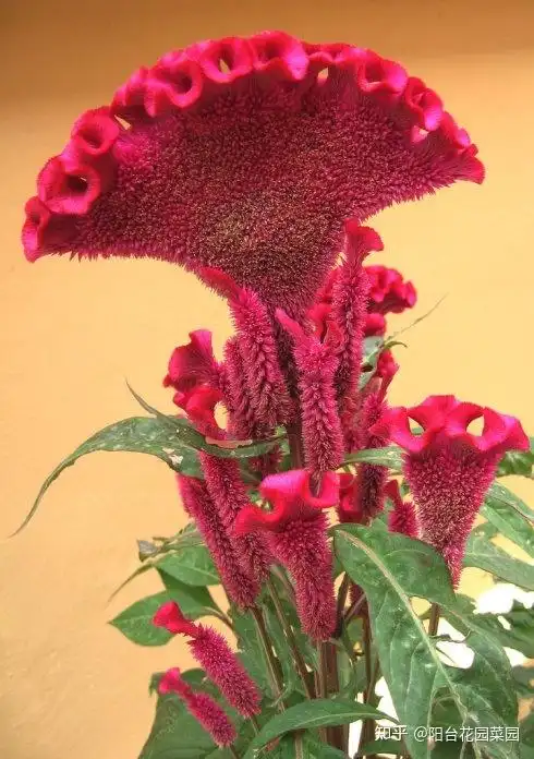 12生肖对应的幸运花你属啥旺你的花就是它